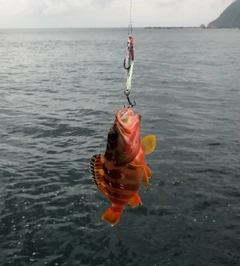 アカハタの釣果