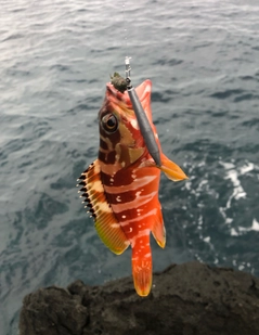 アカハタの釣果