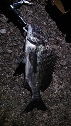 クロダイの釣果