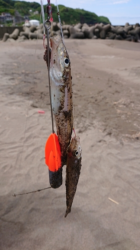 キスの釣果