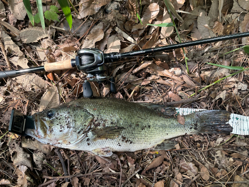 ラージマウスバスの釣果