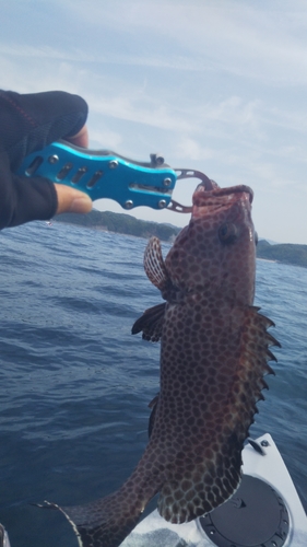 オオモンハタの釣果