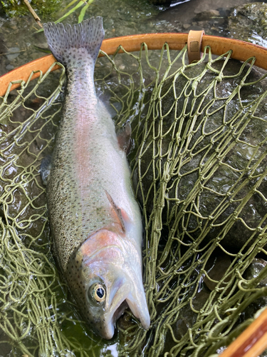 ニジマスの釣果