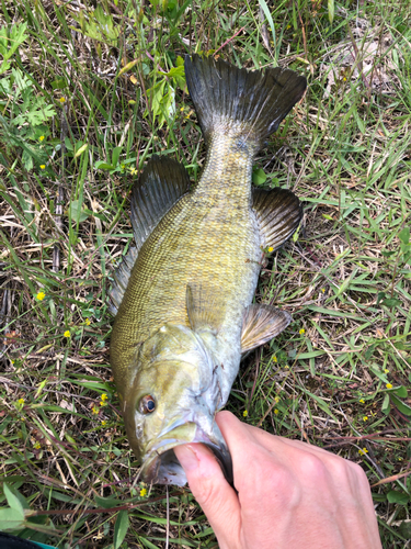 スモールマウスバスの釣果