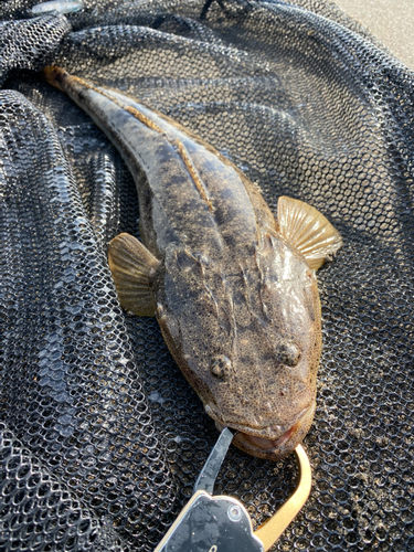 マゴチの釣果