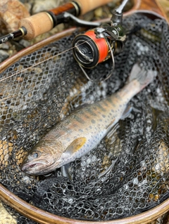 ヤマメの釣果