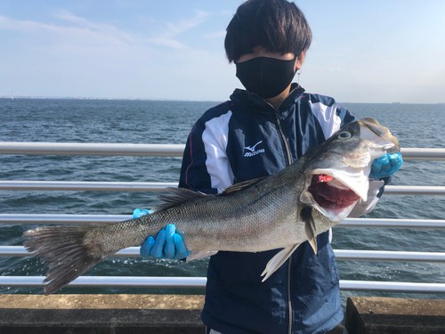 シーバスの釣果