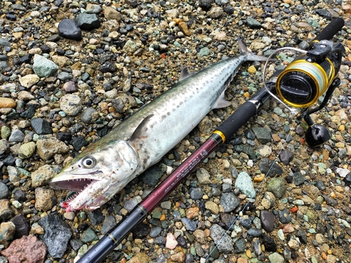 サゴシの釣果