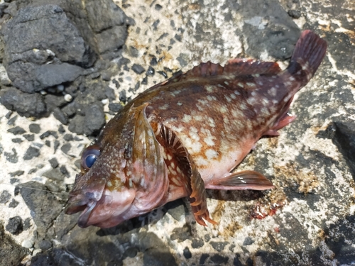 イソカサゴの釣果