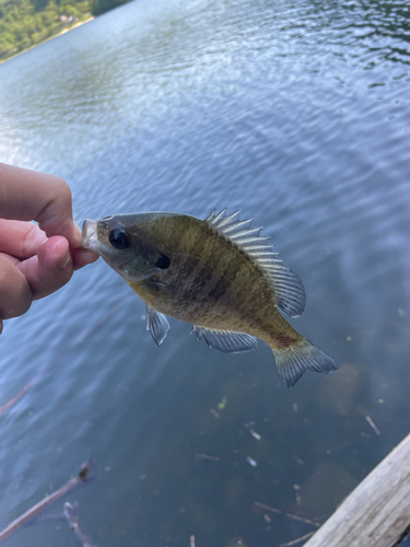 釣果