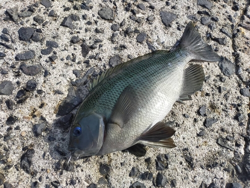 クチブトグレの釣果