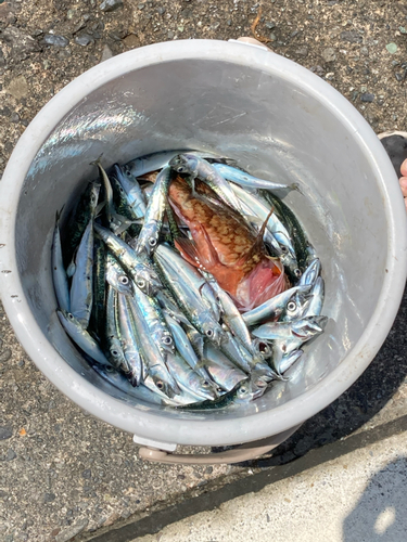 サバの釣果