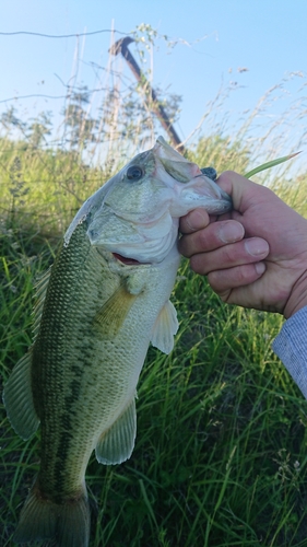 ラージマウスバスの釣果