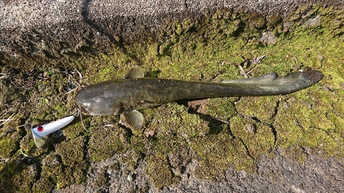 ナマズの釣果