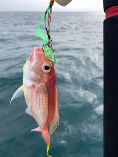 イトヨリダイの釣果