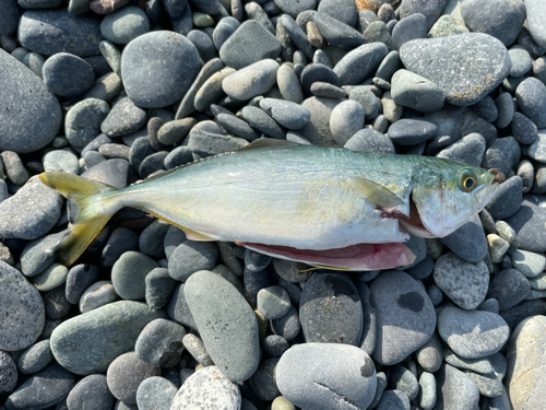 ショゴの釣果