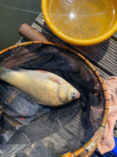 ヘラブナの釣果