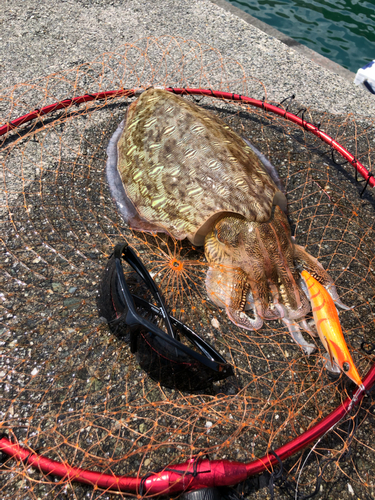 コウイカの釣果