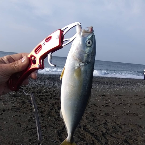 ワカシの釣果