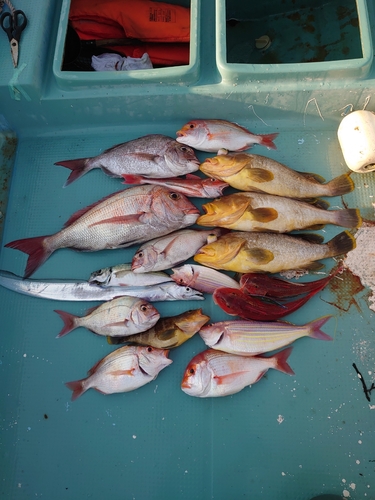 マダイの釣果