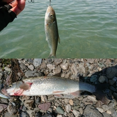 ウグイの釣果