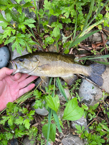 スモールマウスバスの釣果