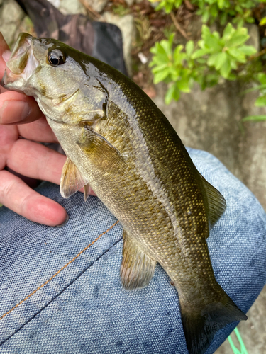 スモールマウスバスの釣果