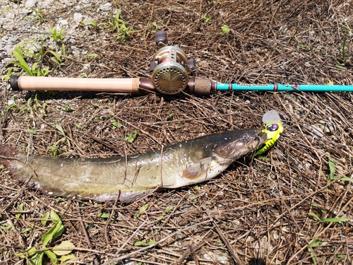 ナマズの釣果