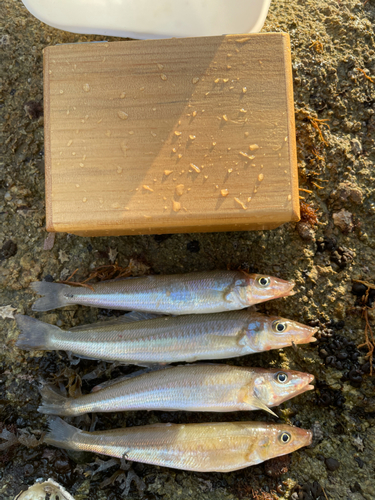 キスの釣果