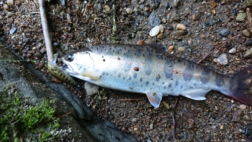 ヤマメの釣果