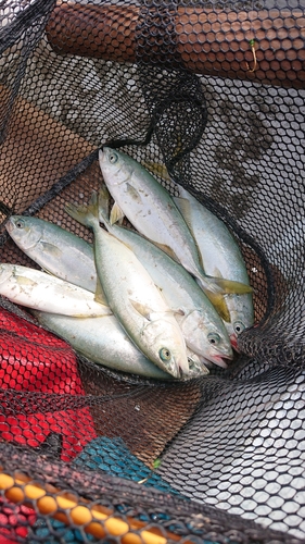 ワカシの釣果