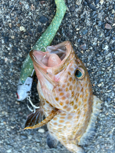 オオモンハタの釣果