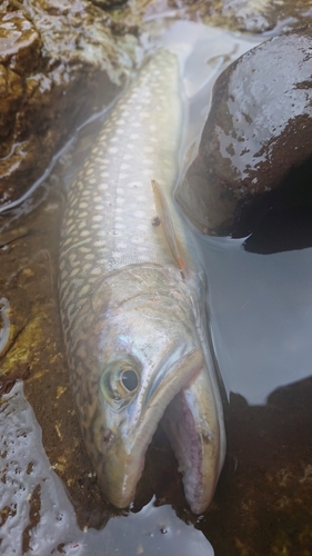 イワナの釣果