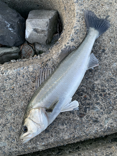 フッコ（マルスズキ）の釣果