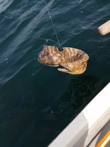 ウツボの釣果