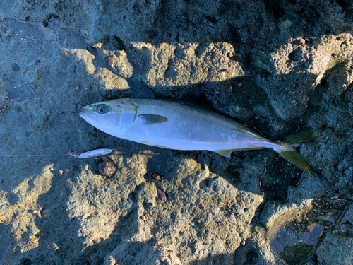 イナダの釣果