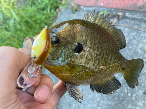 ブルーギルの釣果