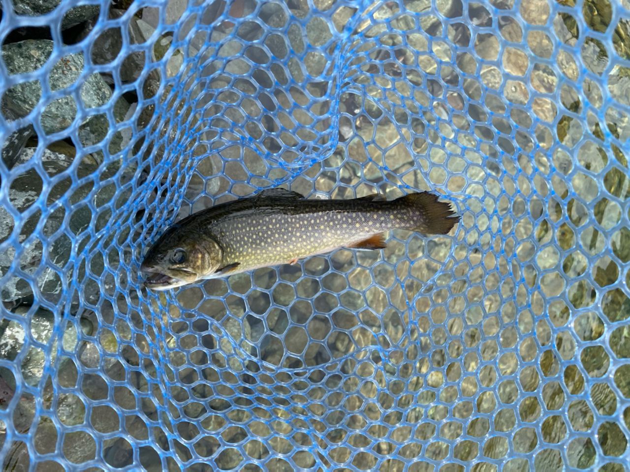 ブルックトラウト