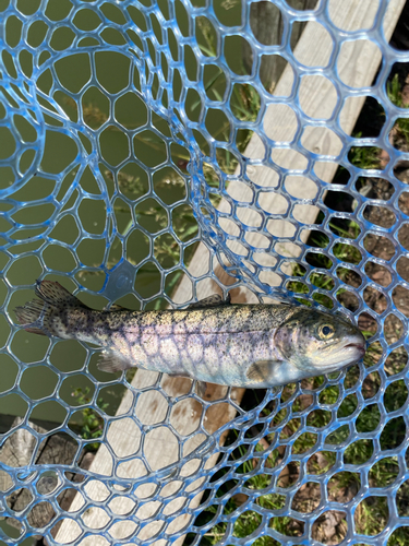 ニジマスの釣果