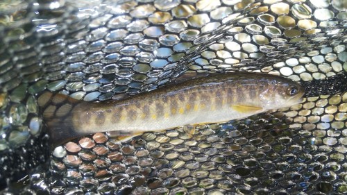 ニッコウイワナの釣果