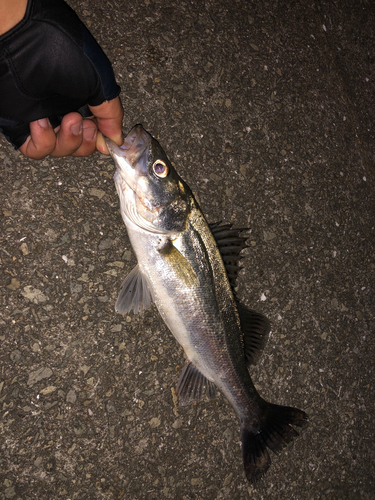 セイゴ（ヒラスズキ）の釣果