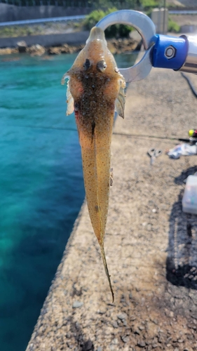 メゴチの釣果