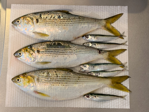 コノシロの釣果