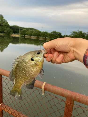 ブルーギルの釣果