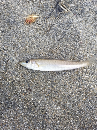 シロギスの釣果