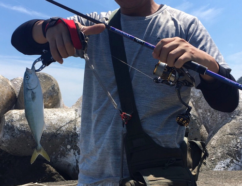 ワカナゴの釣果