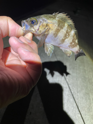 シロメバルの釣果