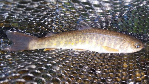 ニッコウイワナの釣果