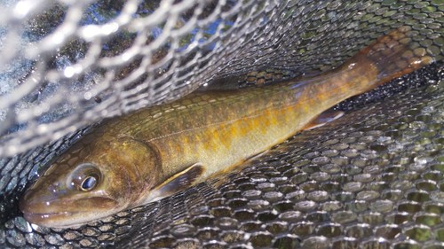 ニッコウイワナの釣果