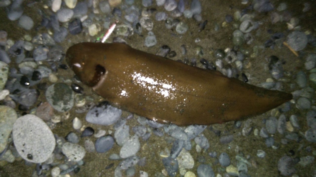 シタビラメ
